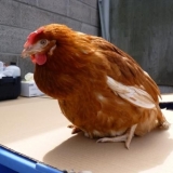 Piletina ima veliku gušu: šta da se radi